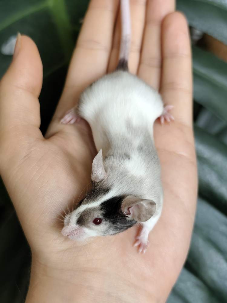 Fancy mouse Owned by other Mus musculus 