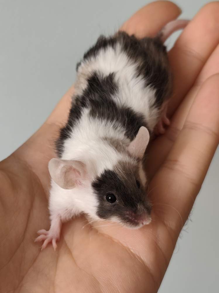 Fancy mouse Breeder Mus musculus 