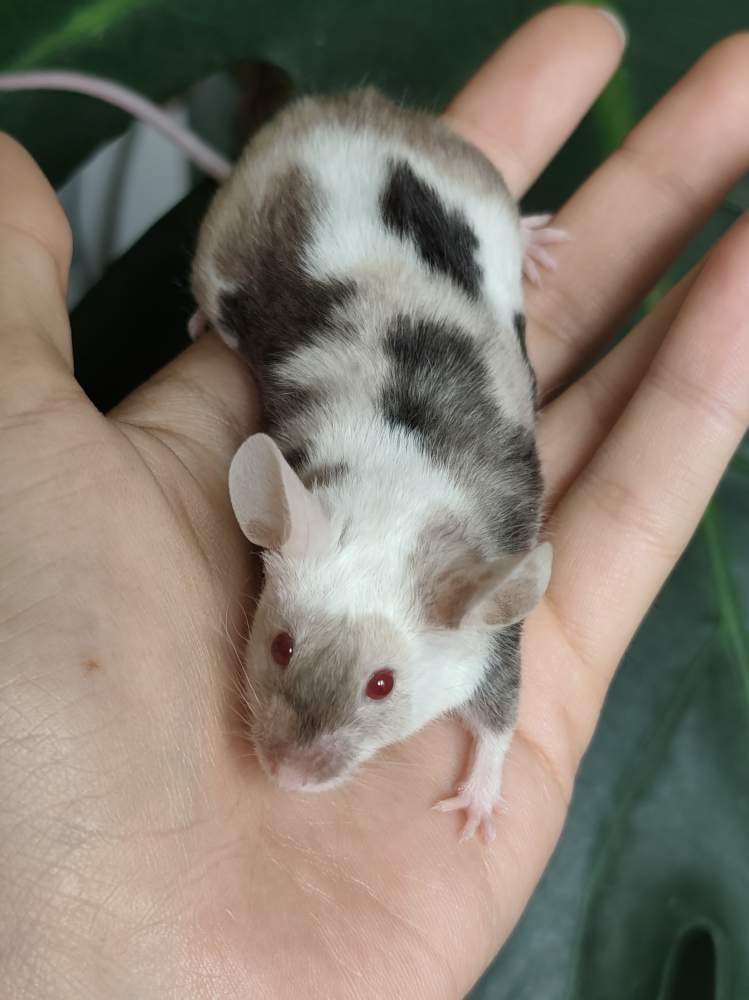 Fancy mouse Breeder Mus musculus 