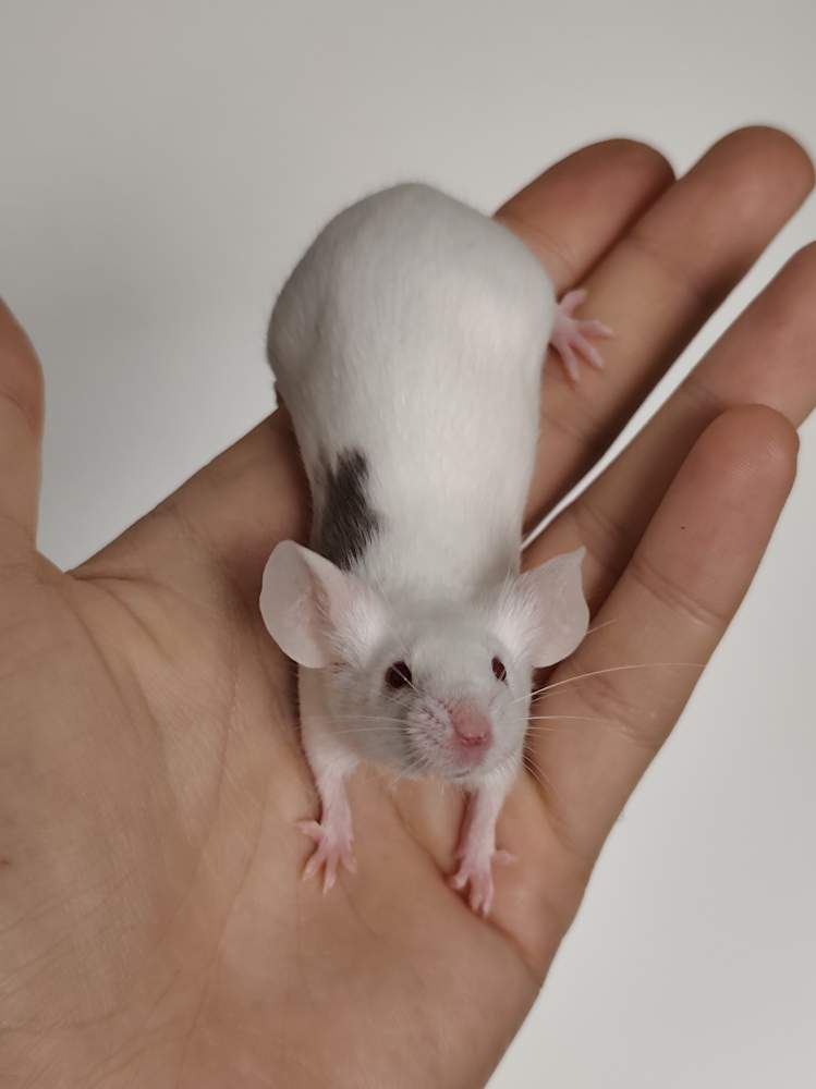 Fancy mouse Breeder Mus musculus 