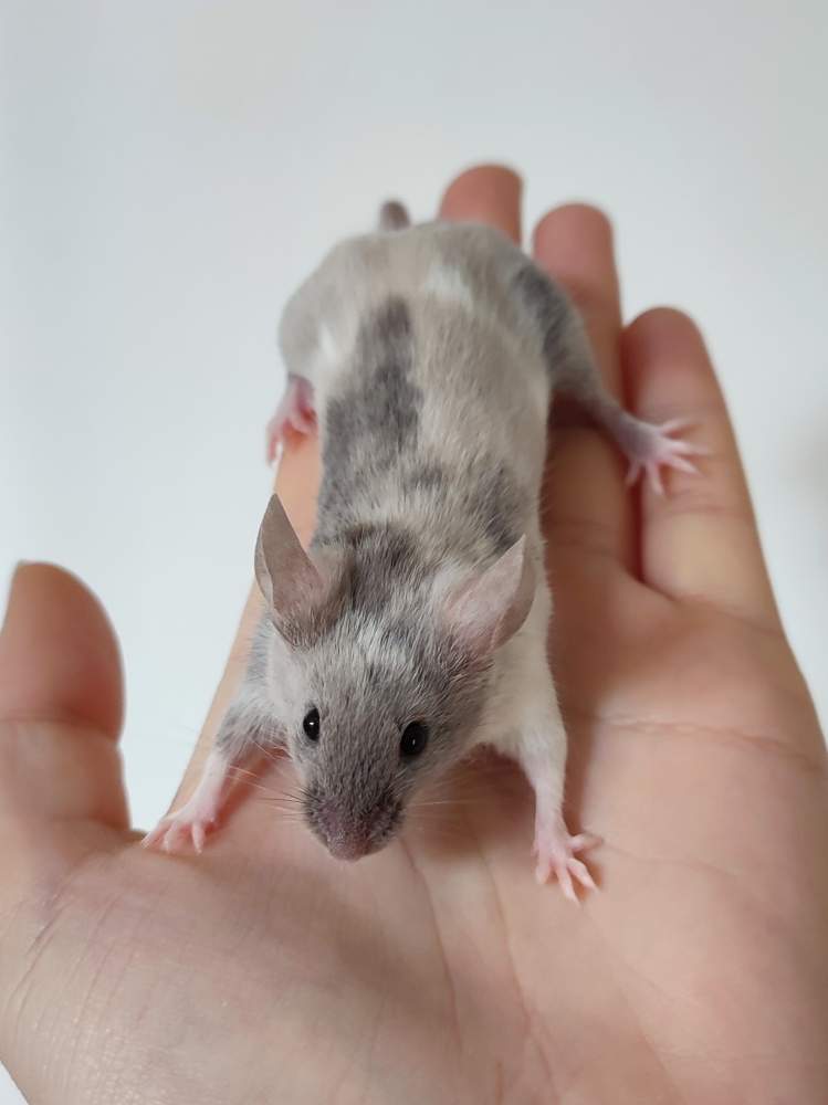 Fancy mouse Breeder Mus musculus 