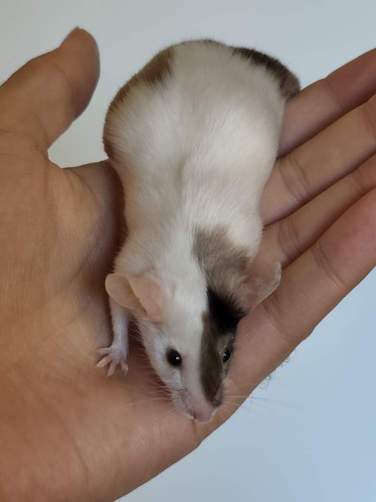 Fancy mouse Breeder Mus musculus 