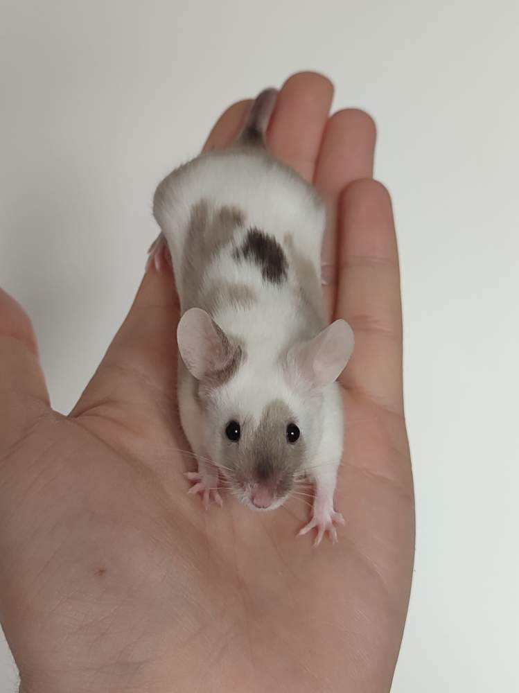 Fancy mouse Owned by other Mus musculus 