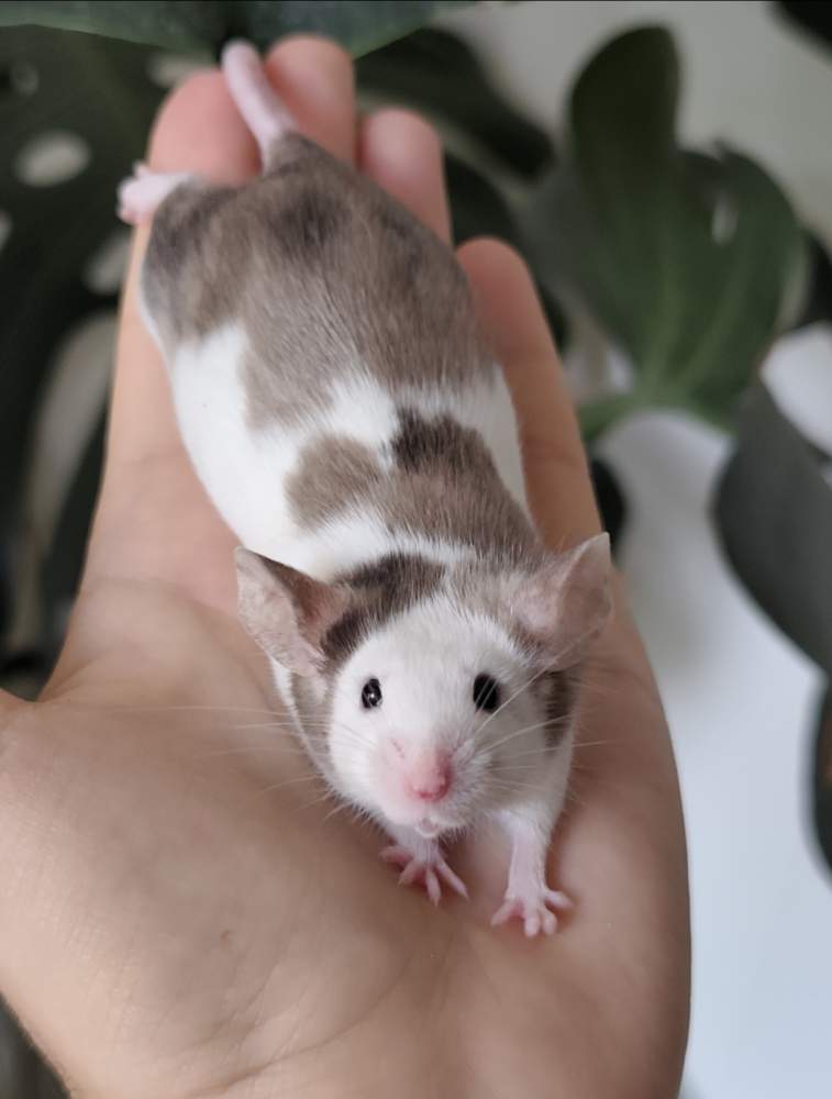 Fancy mouse Breeder Mus musculus 