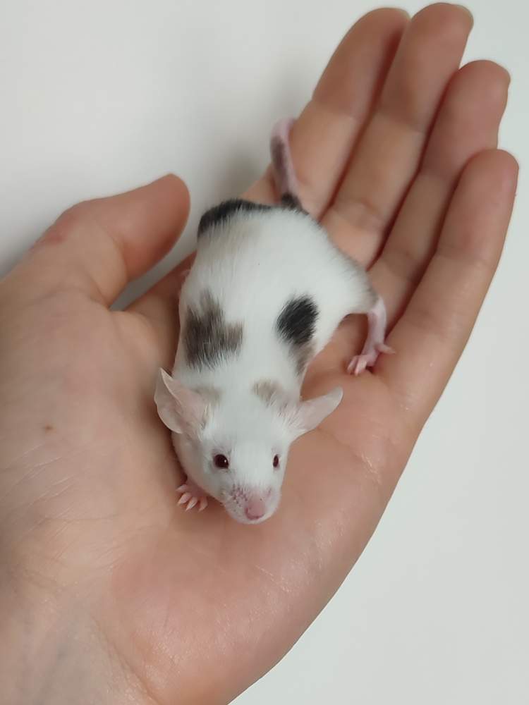 Fancy mouse Pet only Mus musculus 