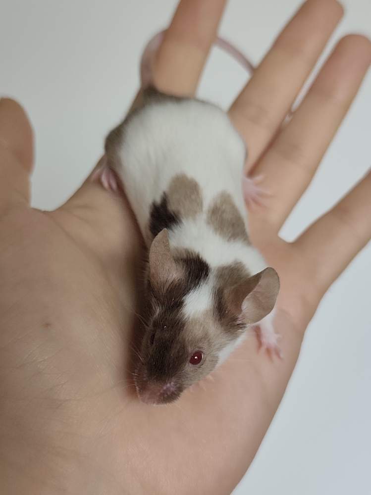 Fancy mouse Breeder Mus musculus 