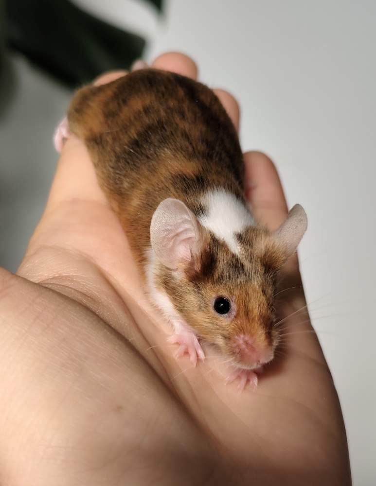 Fancy mouse Breeder Mus musculus 
