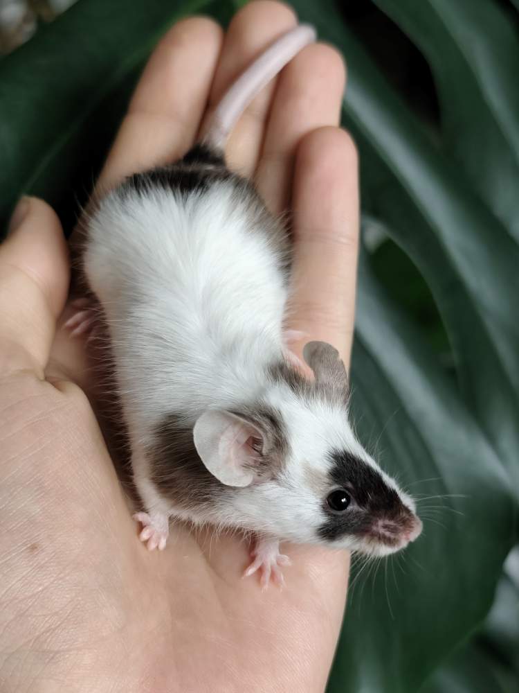 Fancy mouse Breeder Mus musculus 