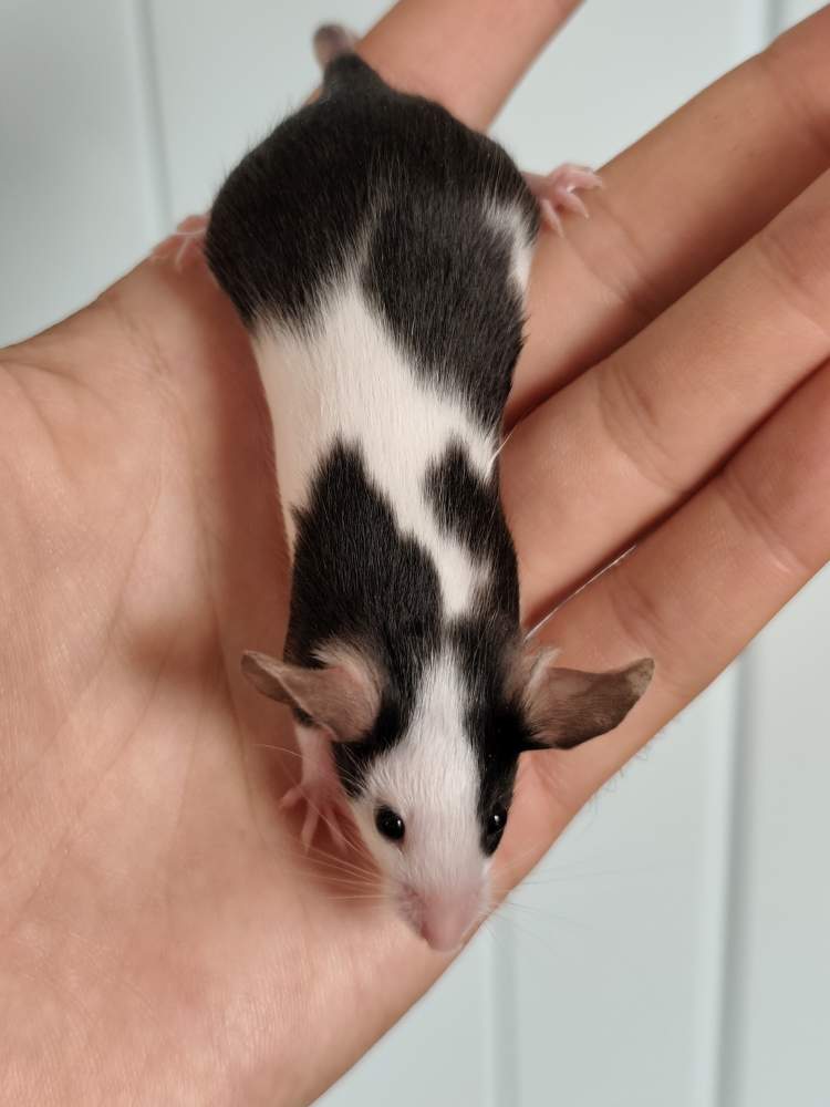 Fancy mouse Breeder Mus musculus 