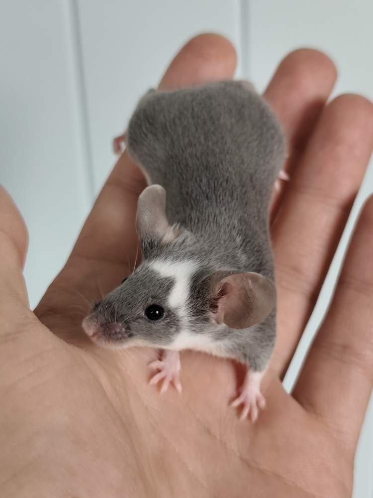 Fancy mouse Owned by other Mus musculus 