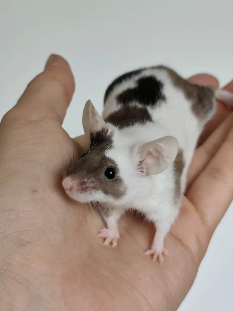 Fancy mouse Breeder Mus musculus 