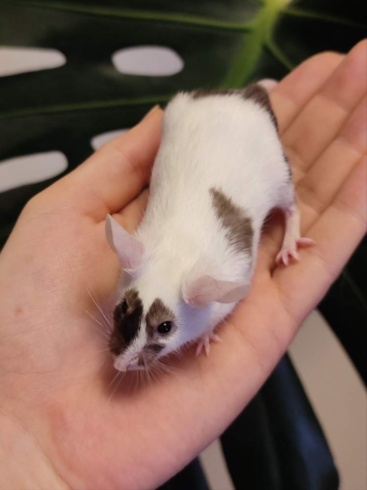 Fancy mouse Breeder Mus musculus 