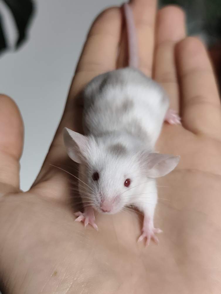 Fancy mouse Breeder Mus musculus 