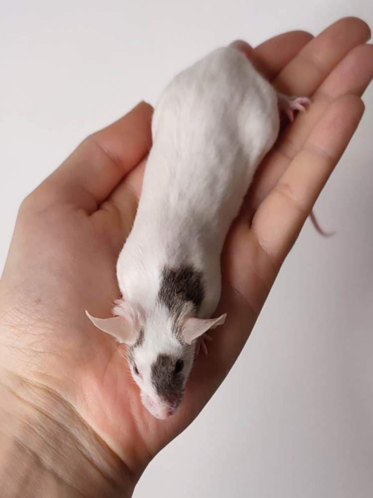 Fancy mouse Deceased Mus musculus 