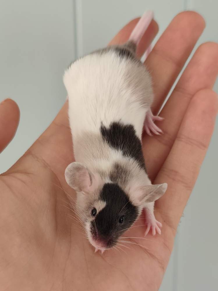 Fancy mouse Breeder Mus musculus 