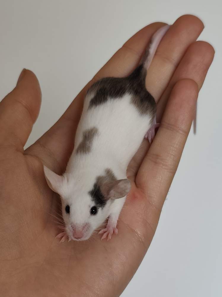 Fancy mouse Breeder Mus musculus 