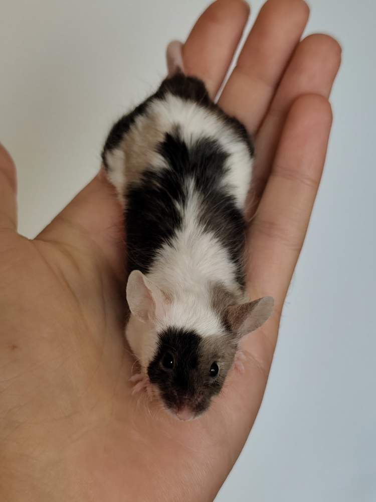 Fancy mouse Pet only Mus musculus 