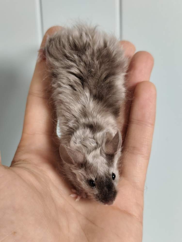 Fancy mouse Breeder Mus musculus 