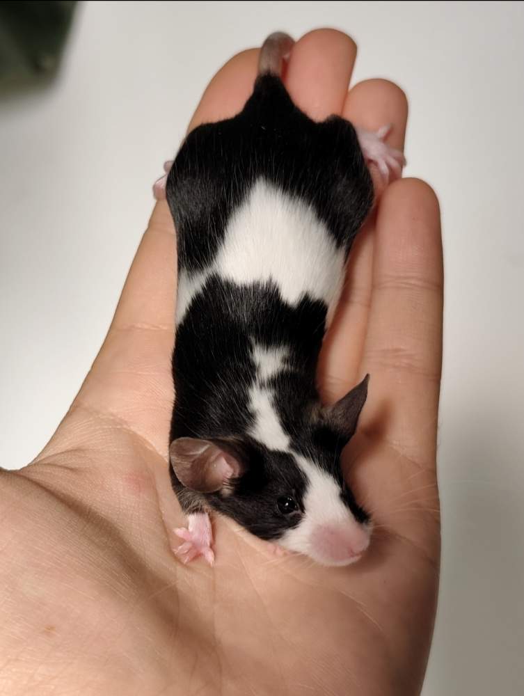 Fancy mouse Breeder Mus musculus 