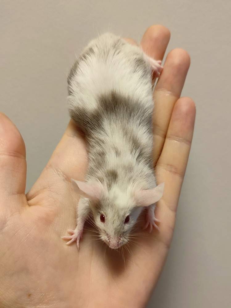 Fancy mouse Deceased Mus musculus 