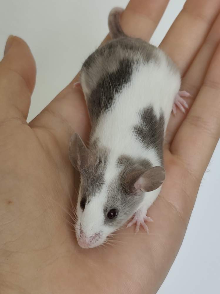Fancy mouse Breeder Mus musculus 
