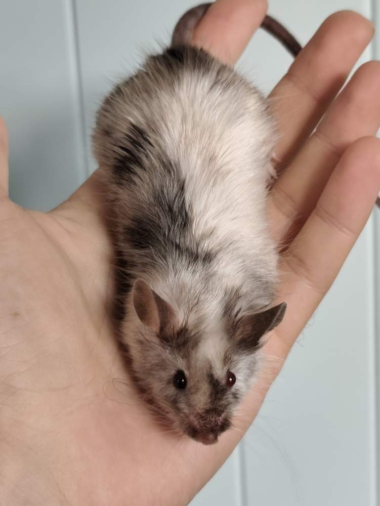 Fancy mouse Breeder Mus musculus 