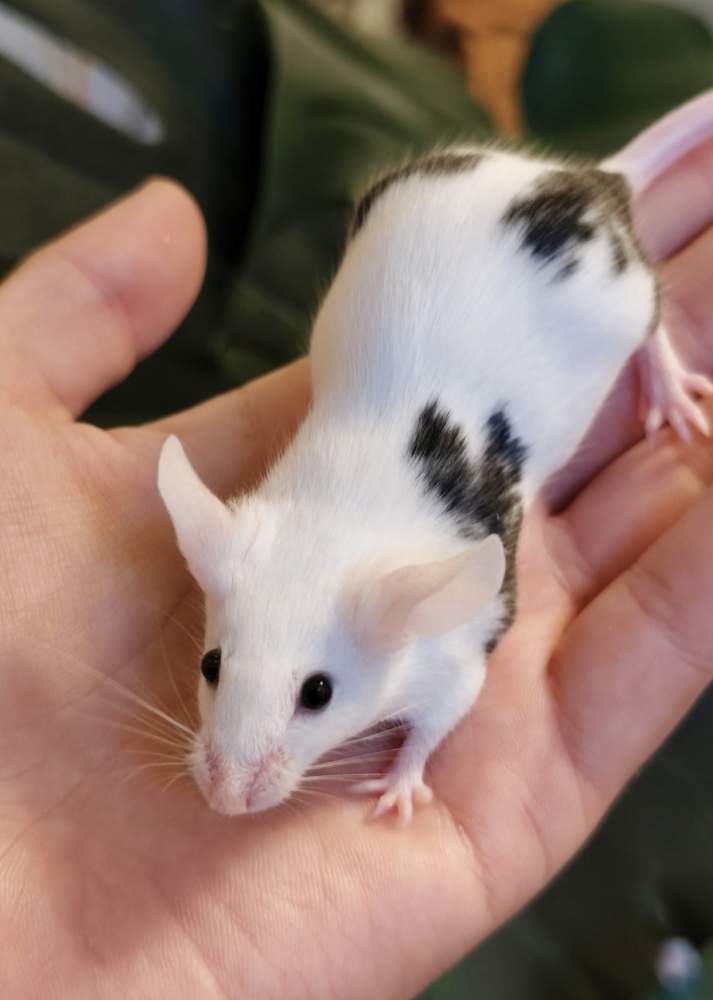 Fancy mouse Owned by other Mus musculus 