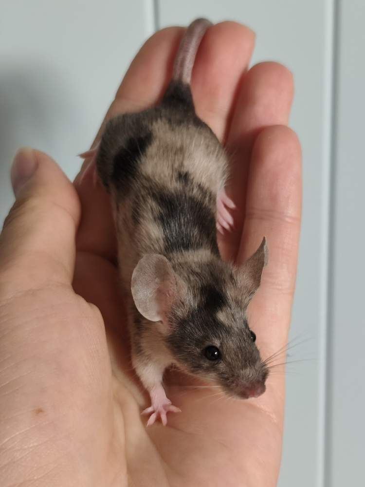 Fancy mouse Breeder Mus musculus 