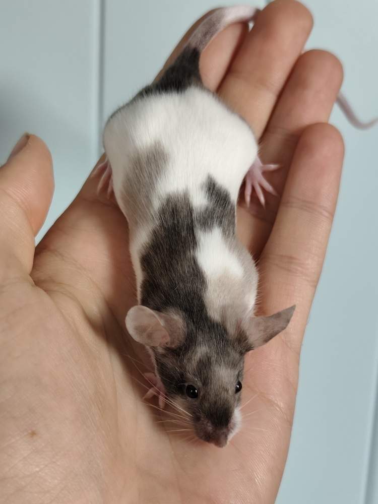 Fancy mouse Breeder Mus musculus 