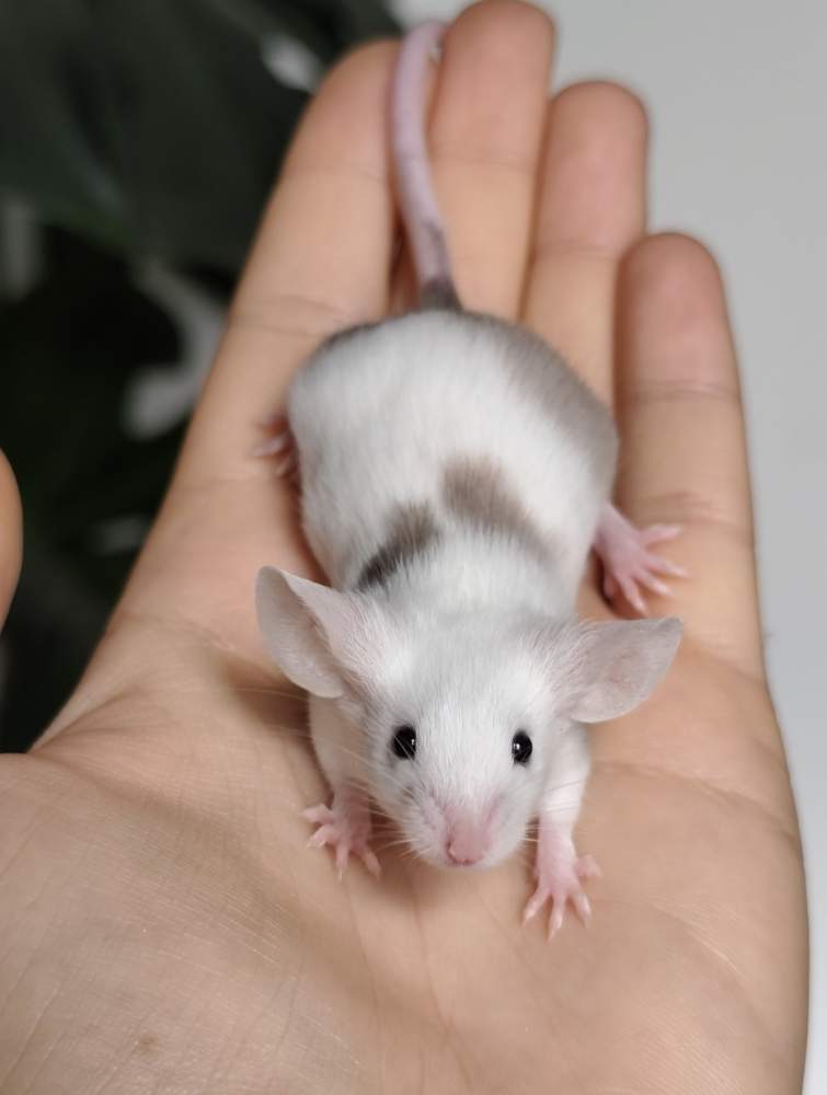 Fancy mouse Breeder Mus musculus 