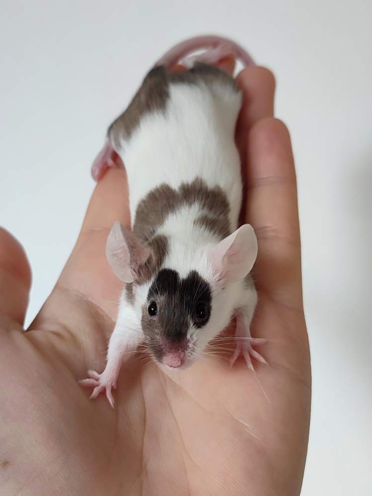 Fancy mouse Breeder Mus musculus 