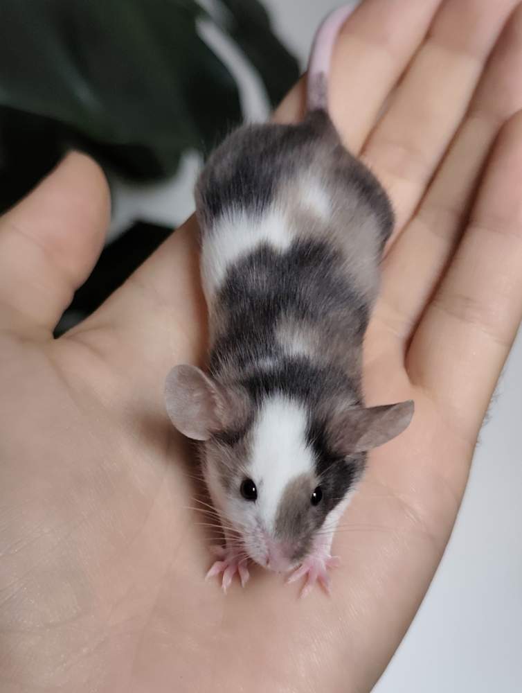 Fancy mouse Breeder Mus musculus 