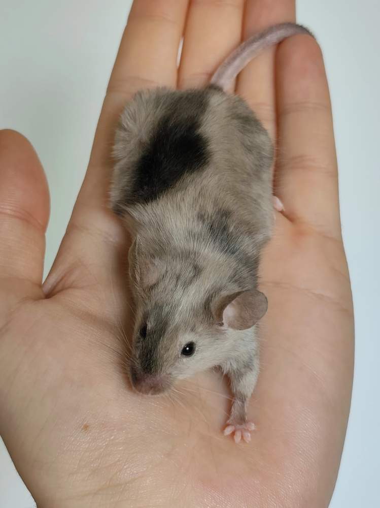 Fancy mouse Breeder Mus musculus 