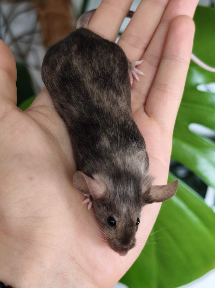 Fancy mouse Breeder Mus musculus 