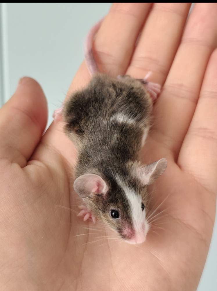Fancy mouse Owned by other Mus musculus 