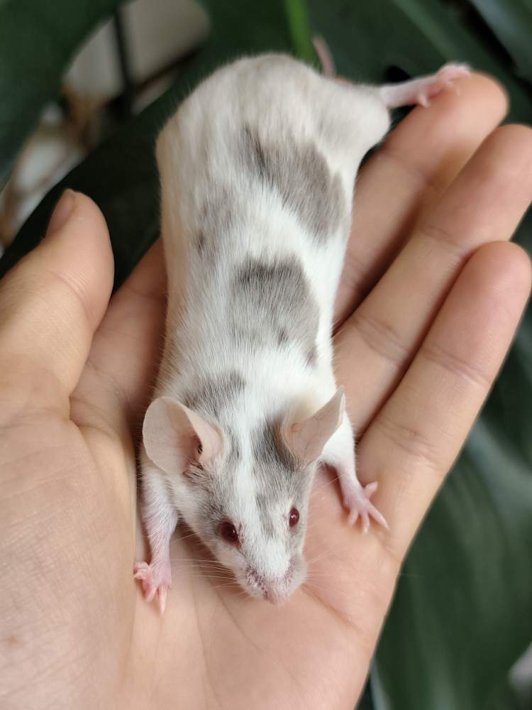 Fancy mouse Breeder Mus musculus 