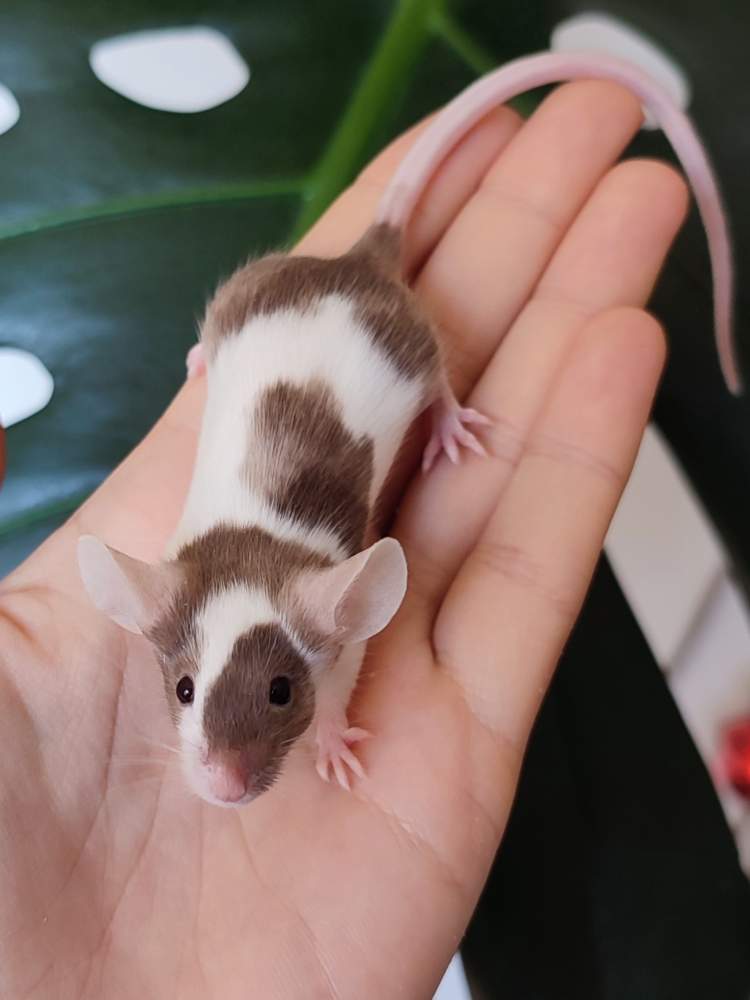 Fancy mouse Breeder Mus musculus 