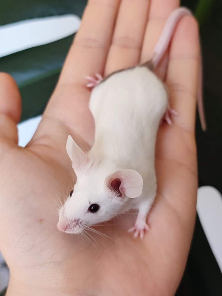 Fancy mouse Breeder Mus musculus 