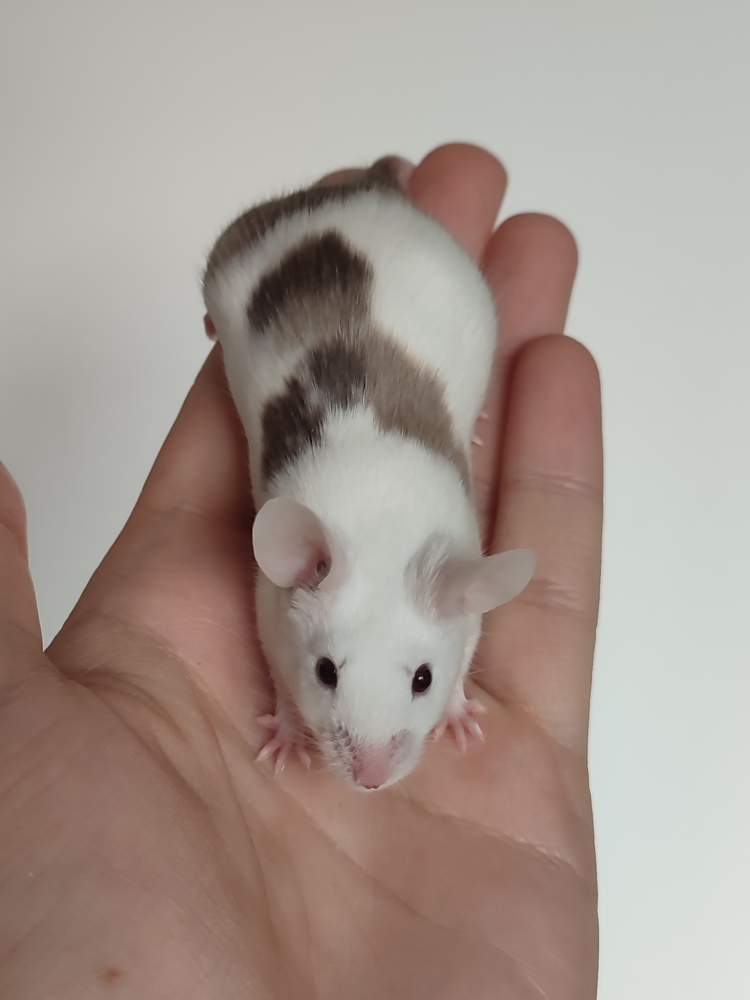 Fancy mouse Owned by other Mus musculus 