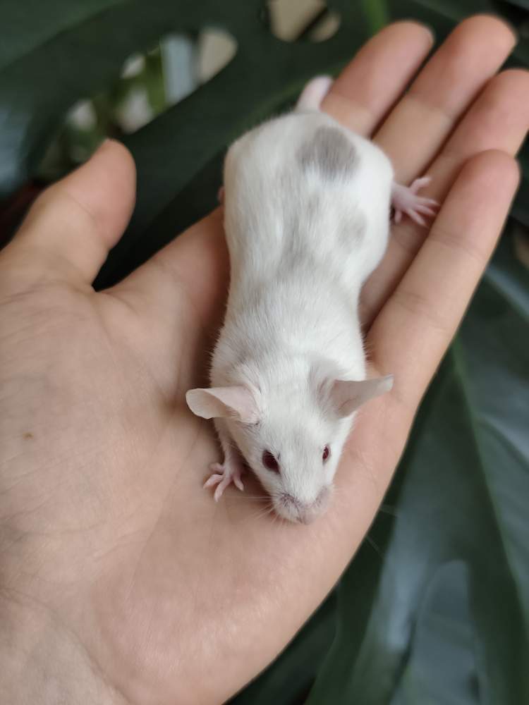 Fancy mouse Breeder Mus musculus 