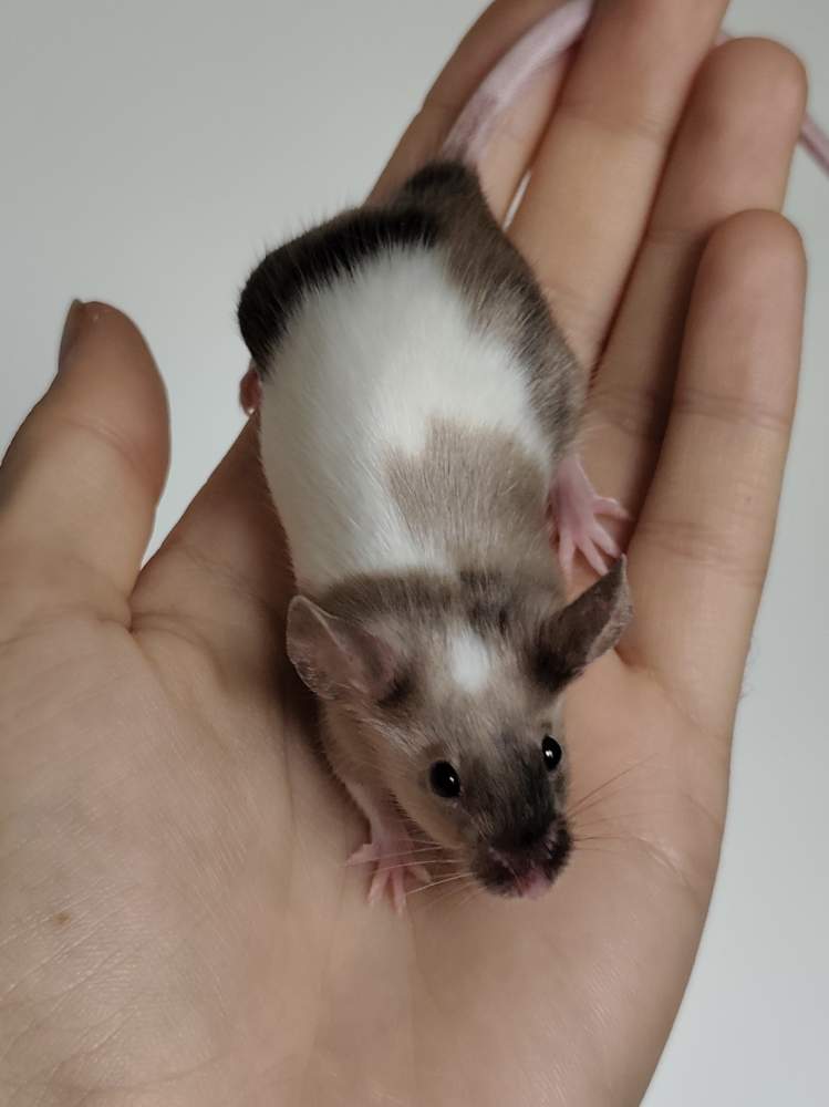 Fancy mouse Breeder Mus musculus 