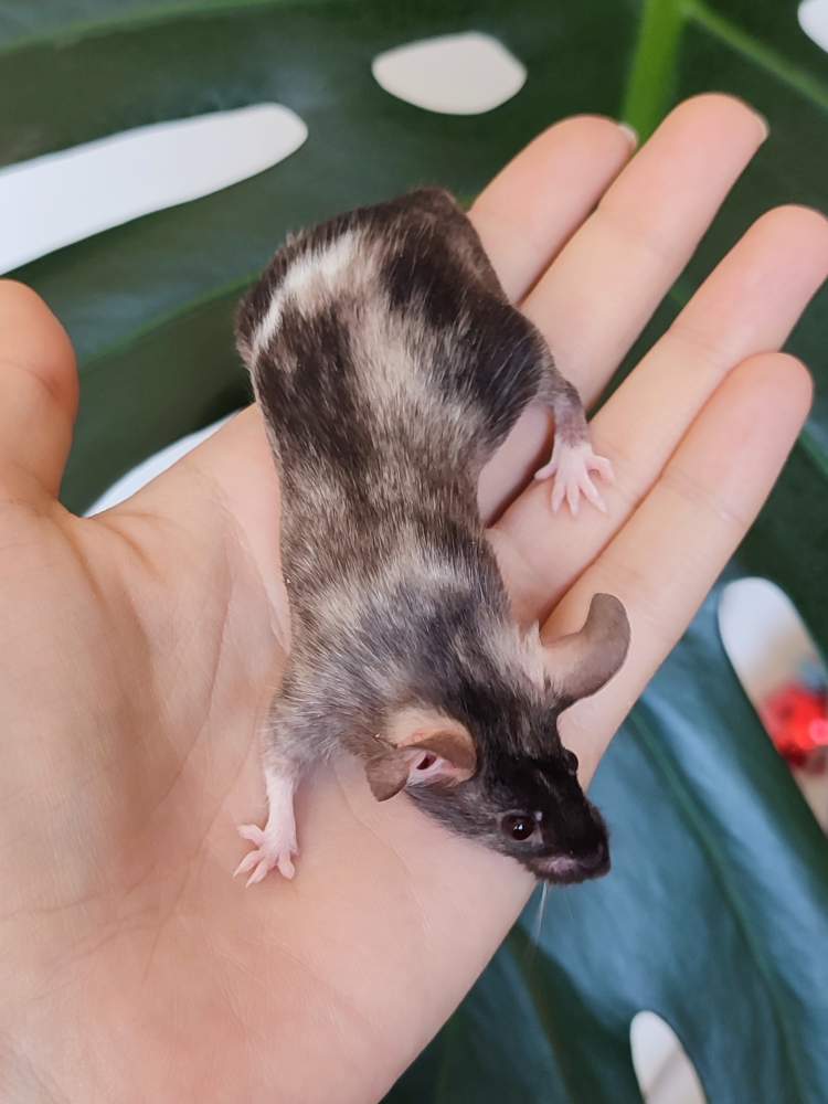 Fancy mouse Breeder Mus musculus 
