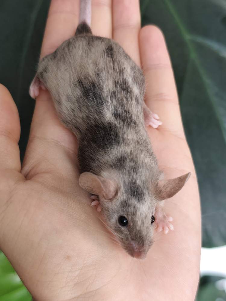 Fancy mouse Breeder Mus musculus 