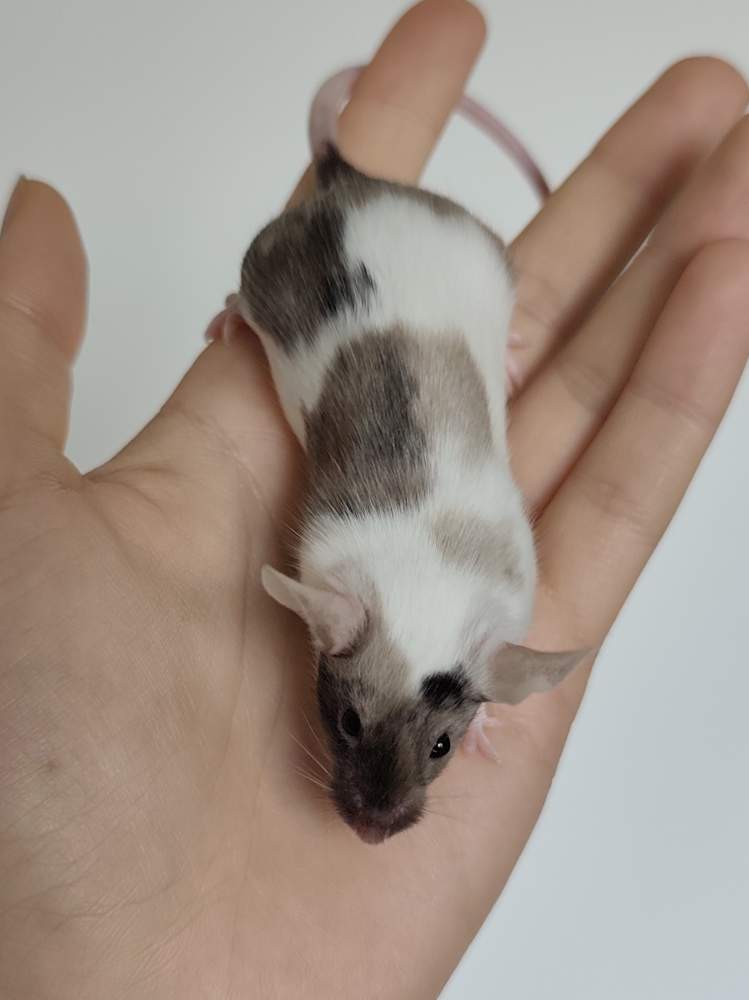Fancy mouse Breeder Mus musculus 