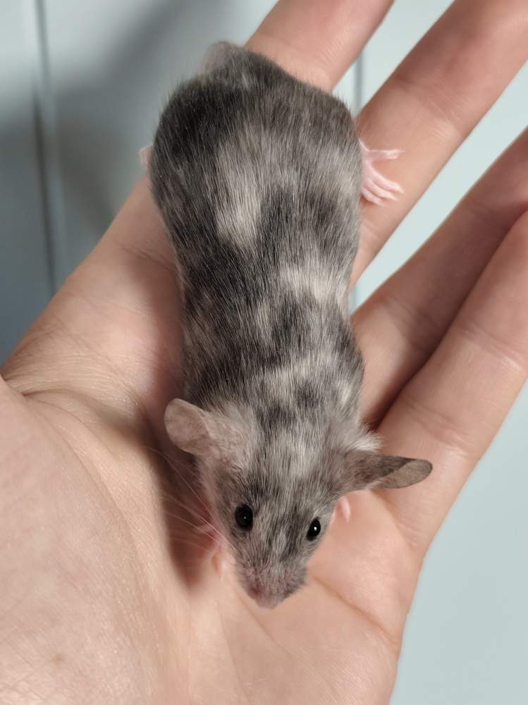 Fancy mouse Owned by other Mus musculus 