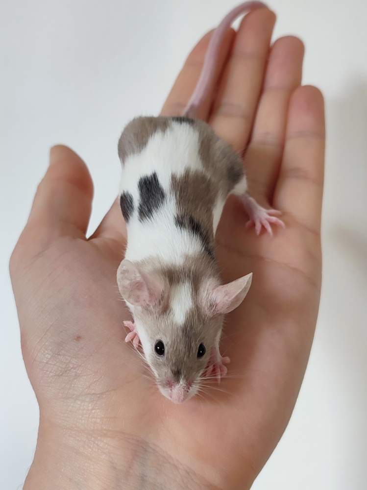 Fancy mouse Breeder Mus musculus 