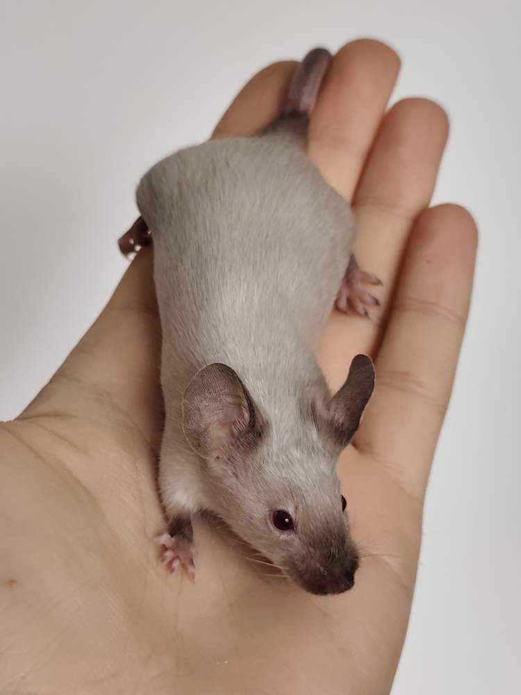 Fancy mouse Breeder Mus musculus 