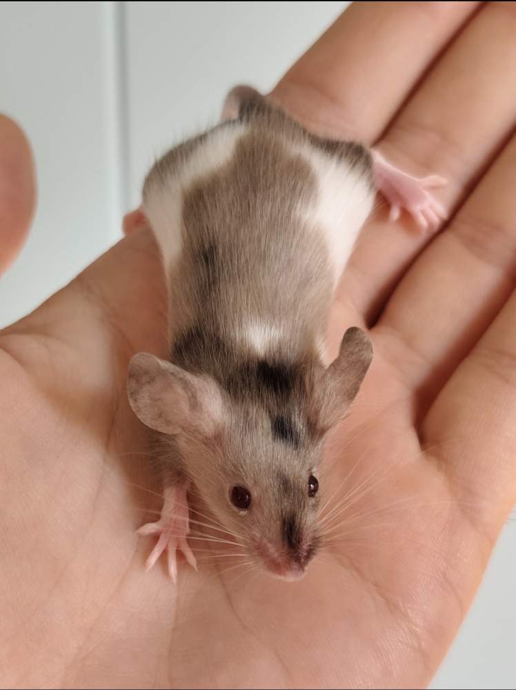 Fancy mouse Breeder Mus musculus 