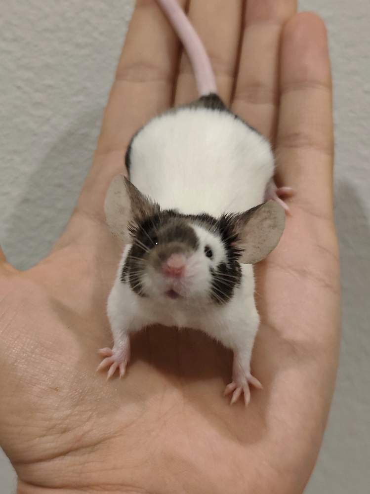 Fancy mouse Breeder Mus musculus 