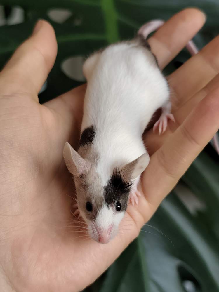 Fancy mouse Breeder Mus musculus 
